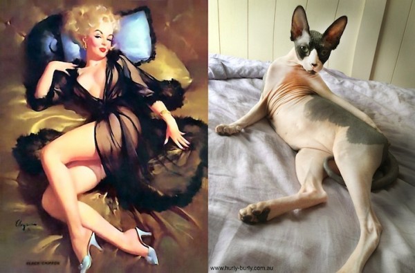 gatos-pin-ups-31