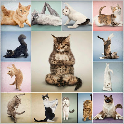 Gatos em posição de Yoga