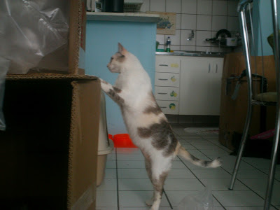 Gata Lili brincando com as caixas de papelão dos presentes novos