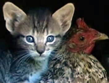 Filhote da gatinha Nim e sua babá, a galinha Garnizé
