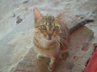 Gato tigrado, que vive na barraca de praia