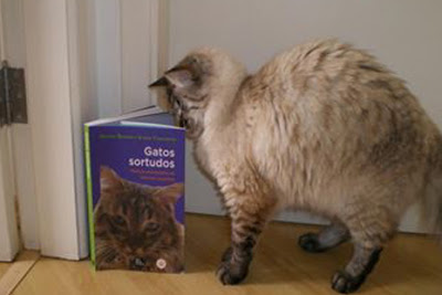 Gato lendo o livro Gatos Sortudos