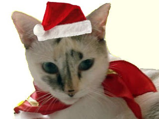 Gata Lili fantasiada de Mamãe Noel