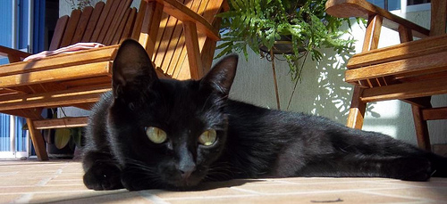 A gata preta Naomi descansa no chão do terraço