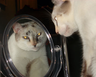 Gata Lili contempla seu reflexo no espelho