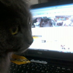 "Lendo o blog da @gatalili adorei viu?? purrrrr" on Twitpic