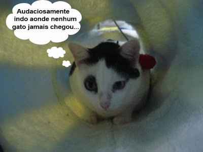 Gata Malu brincando no interior do túnel divertido para gatos