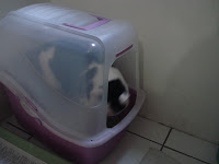 Gata Malu usando banheiro coberto