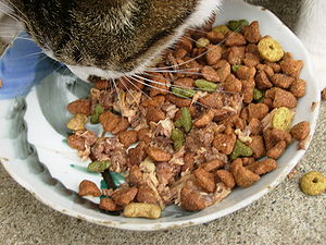 Cat and Cat Foods