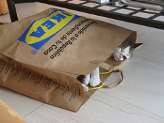 IKEA´S CAT