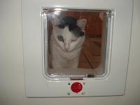 Gata Malu observa a portinhola para gatos, Cat Flap Door