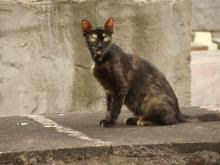 Gata Mucufa, no cemitério, em cima do túmulo do dono Antenor