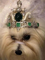 Cão exibe coroa repleta de joias