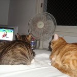 Miaumeow!!! Bro Ben & I watching the final of Ice Dancing in ... on Twitpic