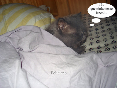 Gato Feliciano, enrolado no lençol, dorme na cama dos humanos