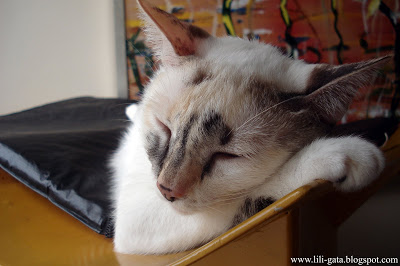 Gata Lili dormindo no telhado da casinha para gatos