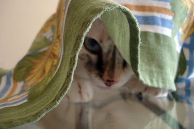 Gata Lili escondida por debaixo do pano da mesa