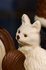 Chocolate Cat