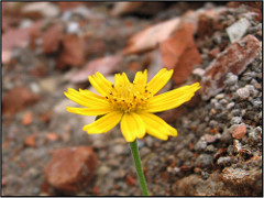 Esperança / Hope