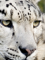 Snow Leopard