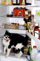 Fridge Cat