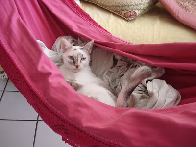 Gata Lili deitada na rede rosa