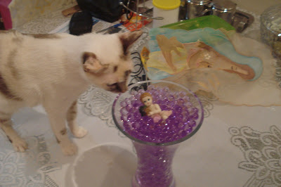 Gata Lili cheirando enfeite de bolinhas de gel