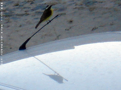 Passarinho Bem-te-vi descansa na antena do carro