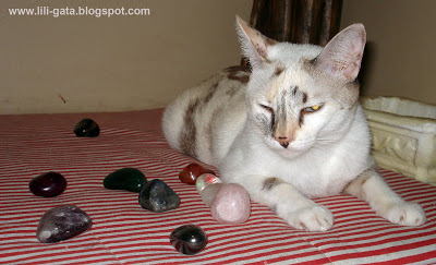 Gata Lili e suas pedrinhas terapêuticas