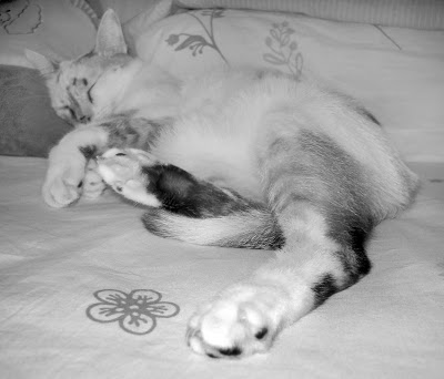 Foto em preto e branco da Gata Lili dormindo na cama dos humanos