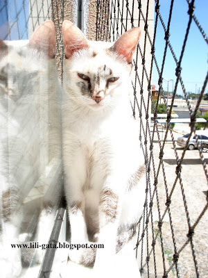 Gata Lili contemplando o horizonte, na janela da sala