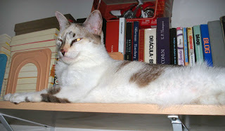 Gata Lili na estante de livros