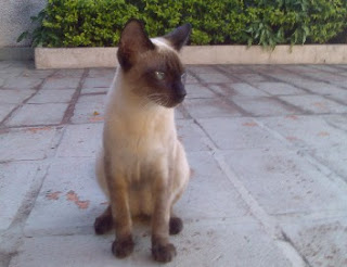 Gato Ernesto, da Francine