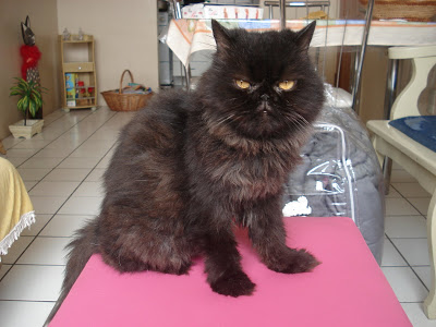 Gata preta e persa, Dóris Lambertini (Dodó), sentada no puff rosa