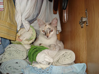 Gata Lili descansa dentro do guarda-roupa, seu esconderijo secreto